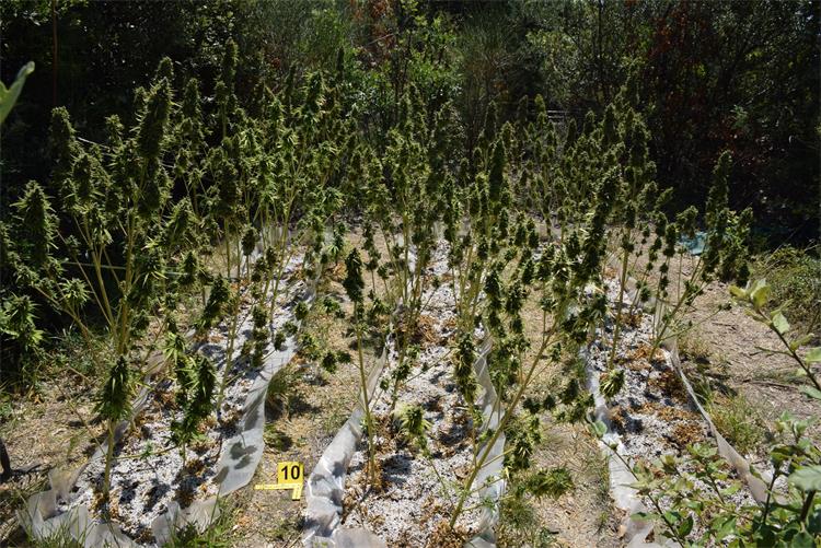 Slika /PU splitsko-dalmatinska 2022/marihuana 2507.JPG